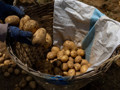 Gübre krizi gıda piyasasına sıçradı: Patates fiyatlarında dikkat çekici artış