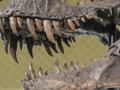 T-rex iskeleti rekor fiyata satıldı: 50,1 milyon dolarla tarihin en pahalı dinozor fosili oldu