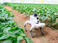 Yapay zekalı robotlar tarlaya indi: Denetimlerin yüzde 60'ını yapıyor