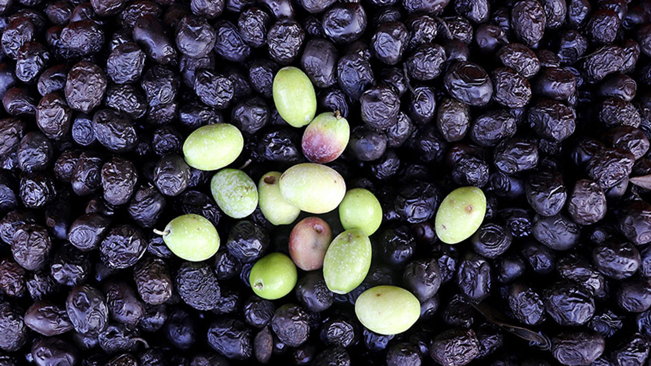 Cem Zeytin bedelsiz sermaye artırımı kararı aldı