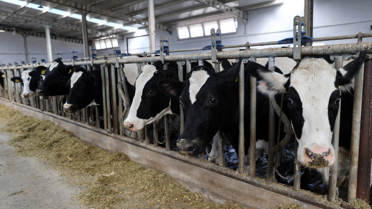 TMO'dan spekülatif fiyata karşı hamle: Yem sektöründe ilave stoklar satışa sunuldu