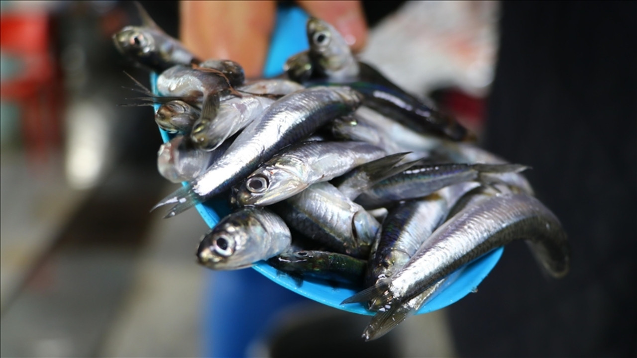 Hamside fiyat yukarı yönlü: Trabzon’da 100, Samsun’da 150 liradan satılıyor