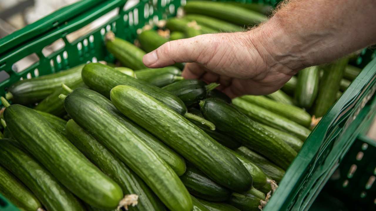 Ülkede 'Altın Salatalık' krizi: Fiyatlar ikiye katlandı, yemek lükse dönüştü