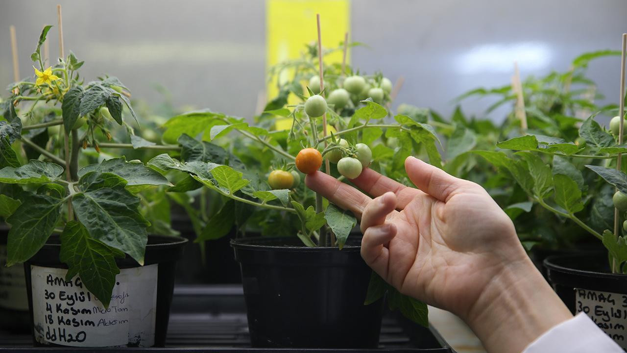 Uzay kolonileri için tarım deneyi: Türk bilim insanları Ay ve Mars toprağı benzerinde domates yetiştirdi