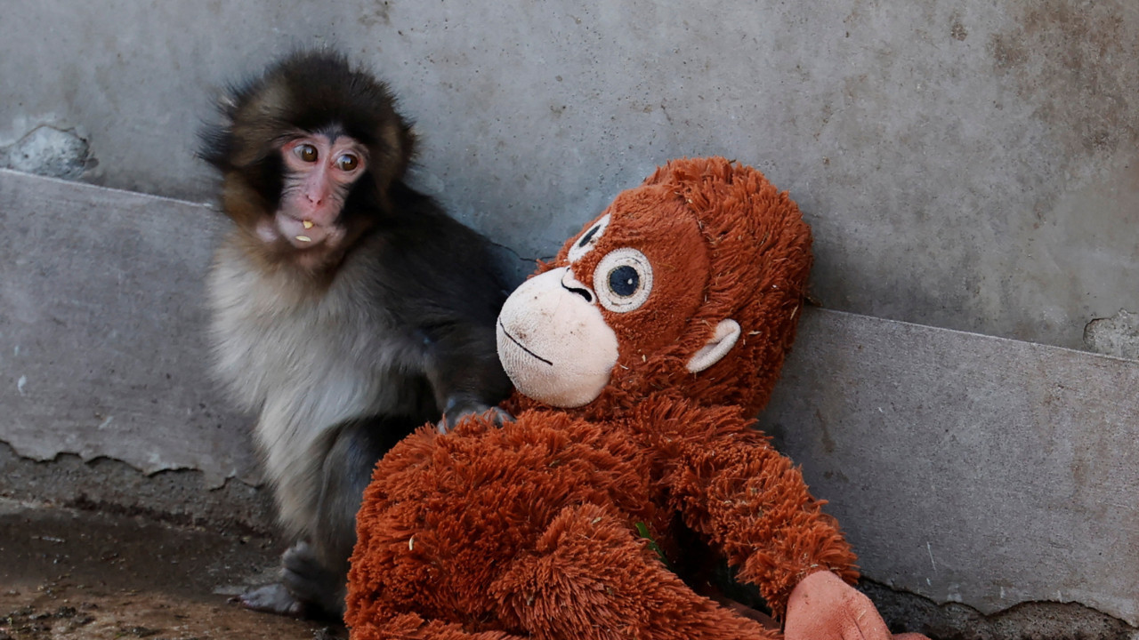 Punch’ın sarıldığı peluş koleksiyon parçasına dönüştü, 20 dolarlık IKEA oyuncağı 350 dolara çıktı