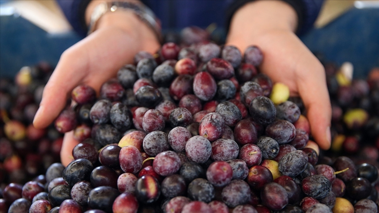 Marmarabirlik 2025'te ihracat rekoru kırdı, yeni pazarlara göz dikti