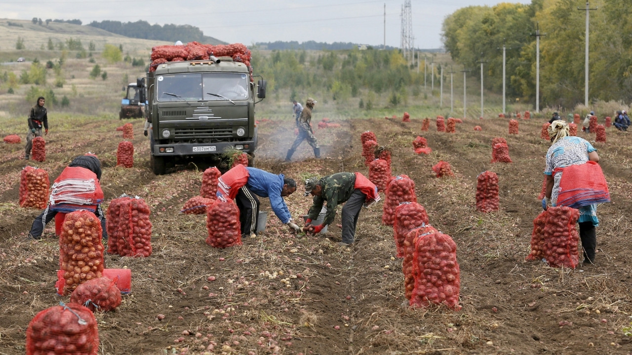 Patates, şeker pancarı ve ayçiçeği... Yaz mahsullerinde hektar başına verimde korkutan düşüş