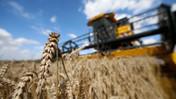 Türkiye buğday ithalatını durdurdu, Euronext buğday vadeli kontratları geriledi