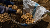 Gübre krizi gıda piyasasına sıçradı: Patates fiyatlarında dikkat çekici artış