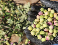 Türkiye'de 2 milyon 450 bin ton zeytin rekoltesi bekleniyor