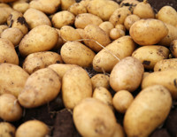 Ticaret Bakanlığı'ndan patates fiyatlarına ilişkin açıklama