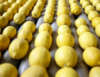 Limon ve elma ihracatına izin şartı getirildi