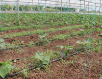 Batman'a 3 milyar liralık sera organize tarım bölgesi yatırımı