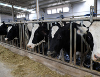 4 yıl önce 20 inekle başladı, şimdi günde 1 ton süt üretiyor