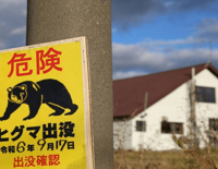 Japonya'da ayı saldırıları kontrolden çıktı: Hükümetten ek bütçe teklifi