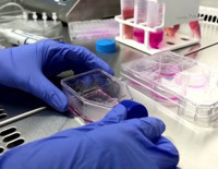 Tıpta devrim yaratacak deney: Mikro robotlar test edildi