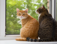 Mahkemeden karar çıktı: Boşandığı eşine 10 bin lira kedi nafakası ödeyecek