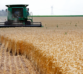 TZOB'dan arpa ve buğdayda alım fiyatının yükseltilmesi talebi