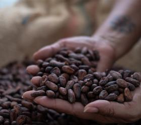 Kakao fiyatları yükseliyor. Şeker üreticilerinin yaratıcı olması gerekecek