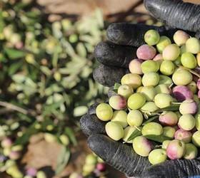 Bu yıl 3,6 milyon tonluk zeytin rekoltesi bekleniyor