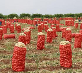 Patates ve soğana '30 kilogram' standardı