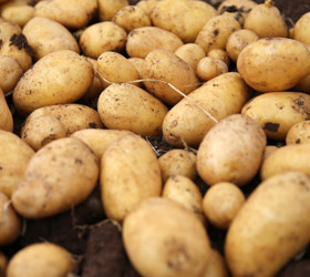 Ticaret Bakanlığı'ndan patates fiyatlarına ilişkin açıklama