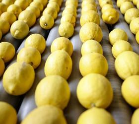 Limon ihracatının durdurulması kararı bir gün sonra kaldırıldı