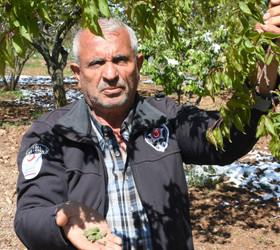 Don felaketinin boyutu: "13 milyon kayısı ağacında bir tane bile meyve kalmadı"