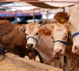 Şap ile mücadele için yerli aşı seferberliği: 4.5 milyon doz üretildi, dağıtım başladı