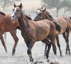 TİGEM 59 safkan Arap koşu tayı satacak