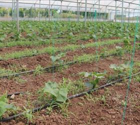 Batman'a 3 milyar liralık sera organize tarım bölgesi yatırımı