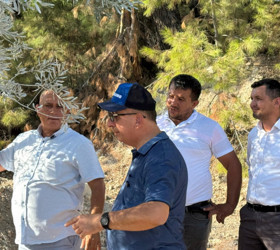İlk zeytin ağacı taşıma projesi: Bilimsel yöntemlerle taşınan ağaç 1-2 yıl içinde meyve verecek