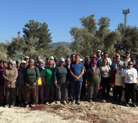 Bölge halkı taşınan zeytinleri yerinde gördü