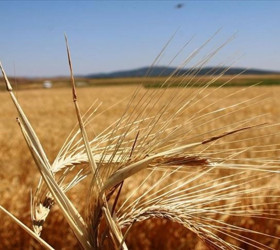 Tarım ve Orman Bakanlığı duyurdu: Gelecek yılın bitkisel üretim destekleri