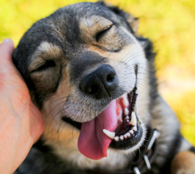 İtalya’da turistlerin köpeklerine vergi geliyor