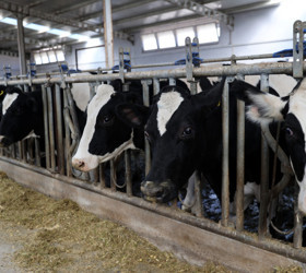 4 yıl önce 20 inekle başladı, şimdi günde 1 ton süt üretiyor