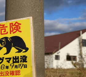 Japonya'da ayı saldırıları kontrolden çıktı: Hükümetten ek bütçe teklifi