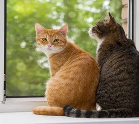 Mahkemeden karar çıktı: Boşandığı eşine 10 bin lira kedi nafakası ödeyecek