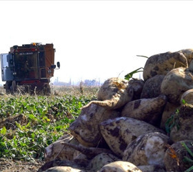 Şekerde yeni kotalar belirlendi