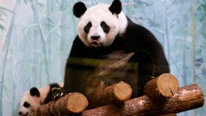 Gizemli sözleşmeler, yıllık 300 milyon dolar: Panda diplomasisi