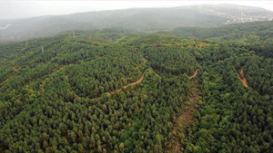 Orman alanları arsa vasfına geçirildi haberlerine DMM'den açıklama