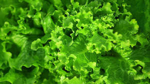 Şubatta markette 41 ürünün 28’ine zam: Marul zirvede