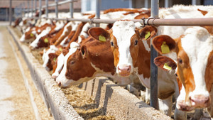 Kasaplar Federasyonu'ndan Ticaret Bakanlığı'na kurban çağrısı: "Marketleri denetleyin"
