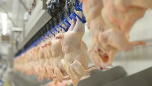 Tavuk eti üretimi ocakta yıllık bazda yüzde 2,4 arttı