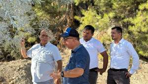 İlk zeytin ağacı taşıma projesi: Bilimsel yöntemlerle taşınan ağaç 1-2 yıl içinde meyve verecek