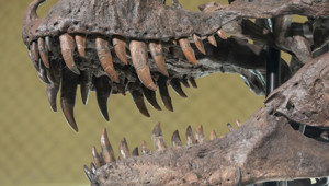 T-rex iskeleti rekor fiyata satıldı: 50,1 milyon dolarla tarihin en pahalı dinozor fosili oldu