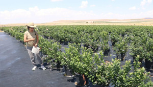 Saksıda yetiştirdi, ithal ürünlere rakip oldu! '30'a yakın çeşit var'