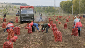 Patates, şeker pancarı ve ayçiçeği... Yaz mahsullerinde hektar başına verimde korkutan düşüş