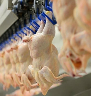 Tavuk eti üretimi ekimde yıllık bazda yüzde 8,7 arttı