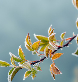 Tarım ve Orman Bakanlığı'ndan zirai don uyarısı